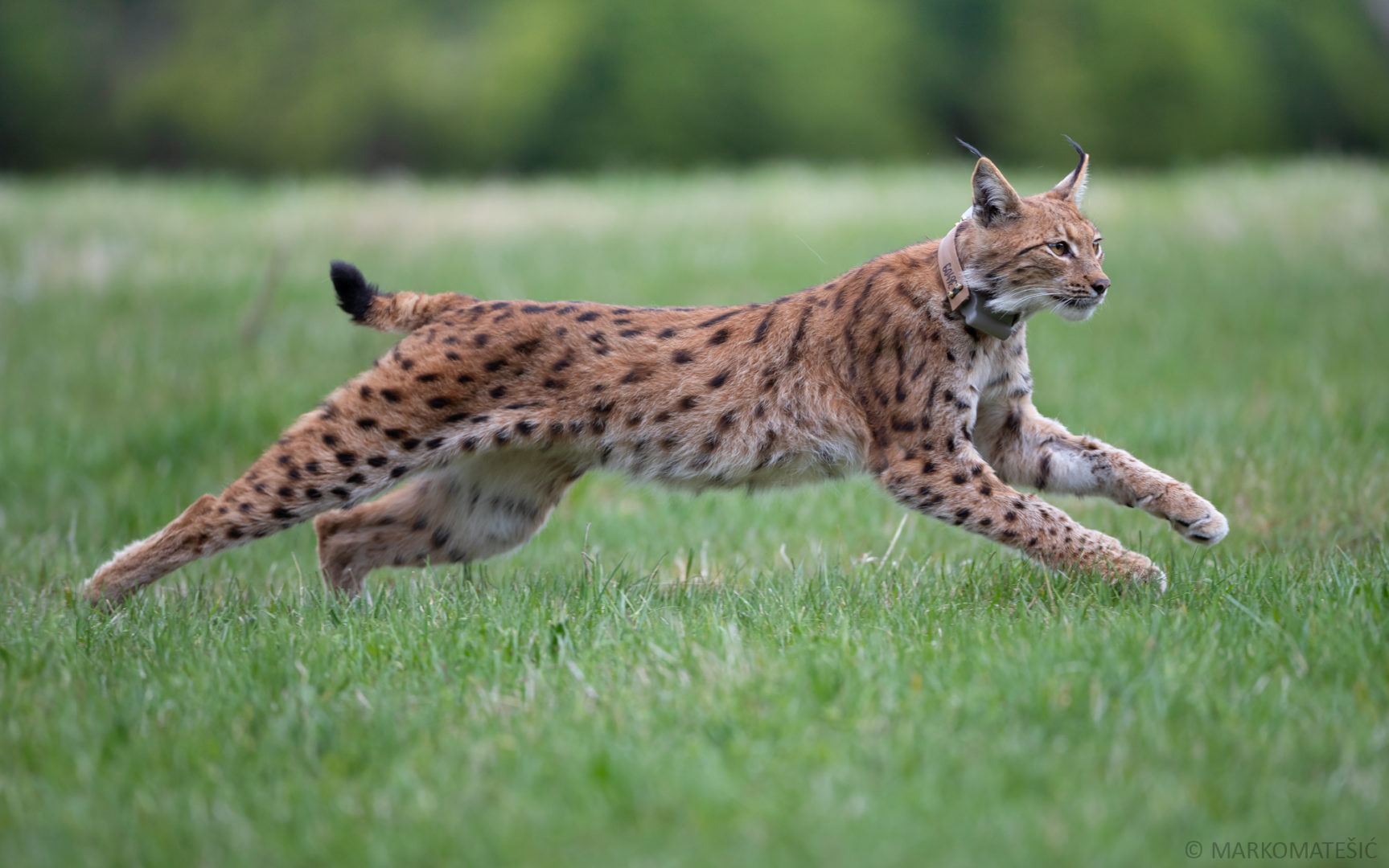 Модель рыси. Обыкновенная Рысь Lynx Lynx. Гималайская Рысь. Рысь Лесная кошка. Рысь европейская обыкновенная.