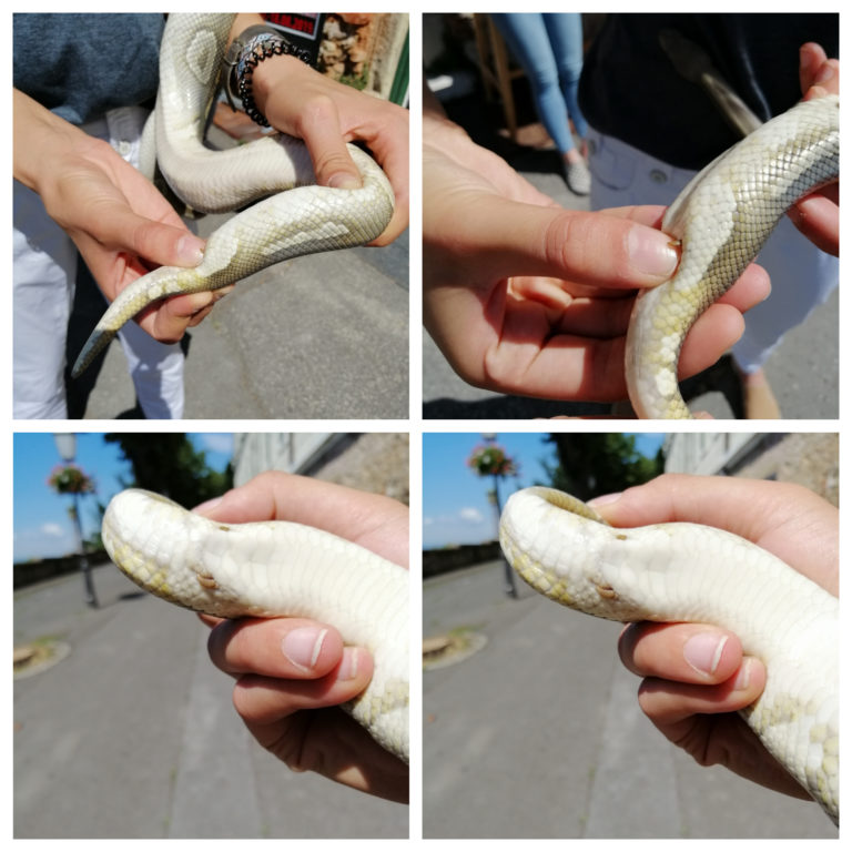 Michael W. Caldwell: The Origin of Snakes | Zoo Zagreb