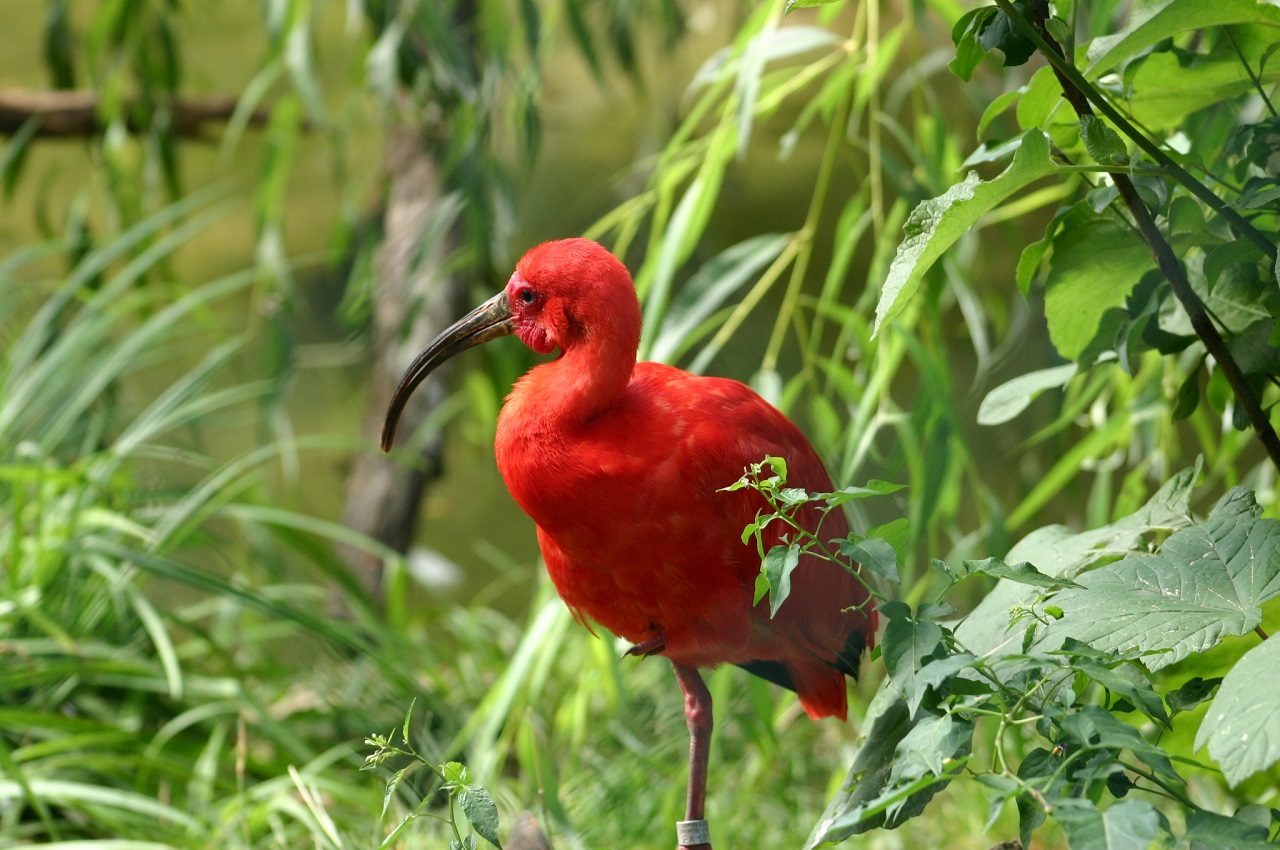 Edukativna priča: Crveni ibis