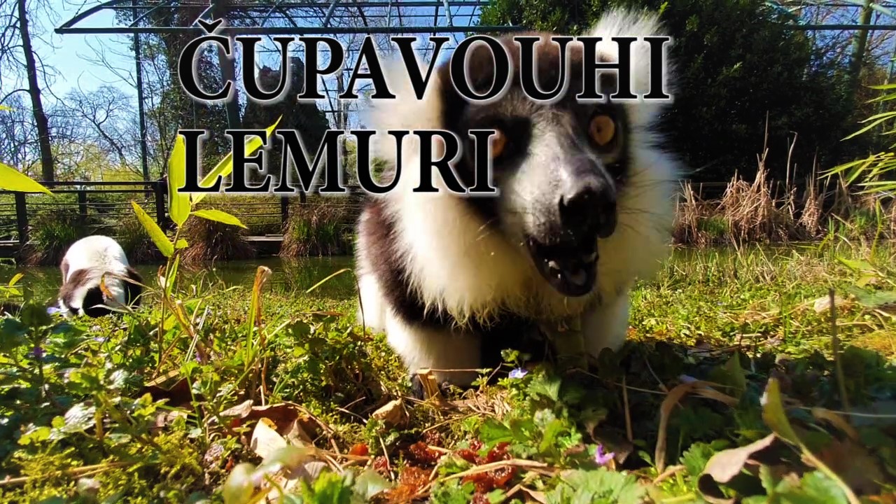 Edukativna priča: Čupavouhi lemuri