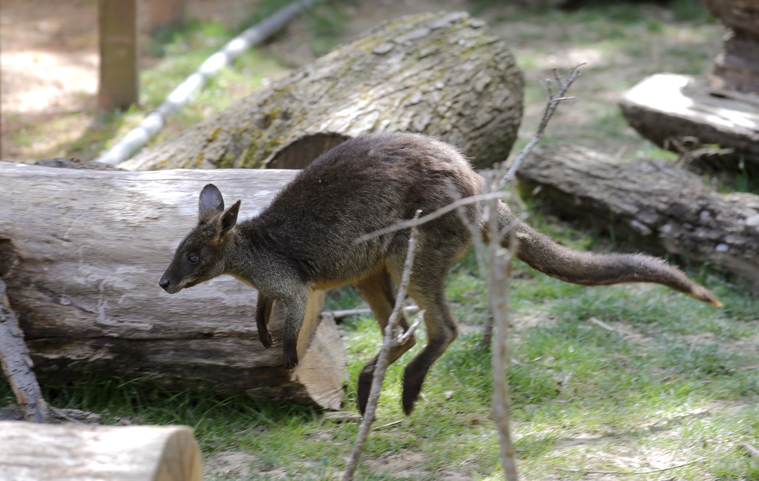 Virtualna Australija u Zoološkom vrtu grada Zagreba