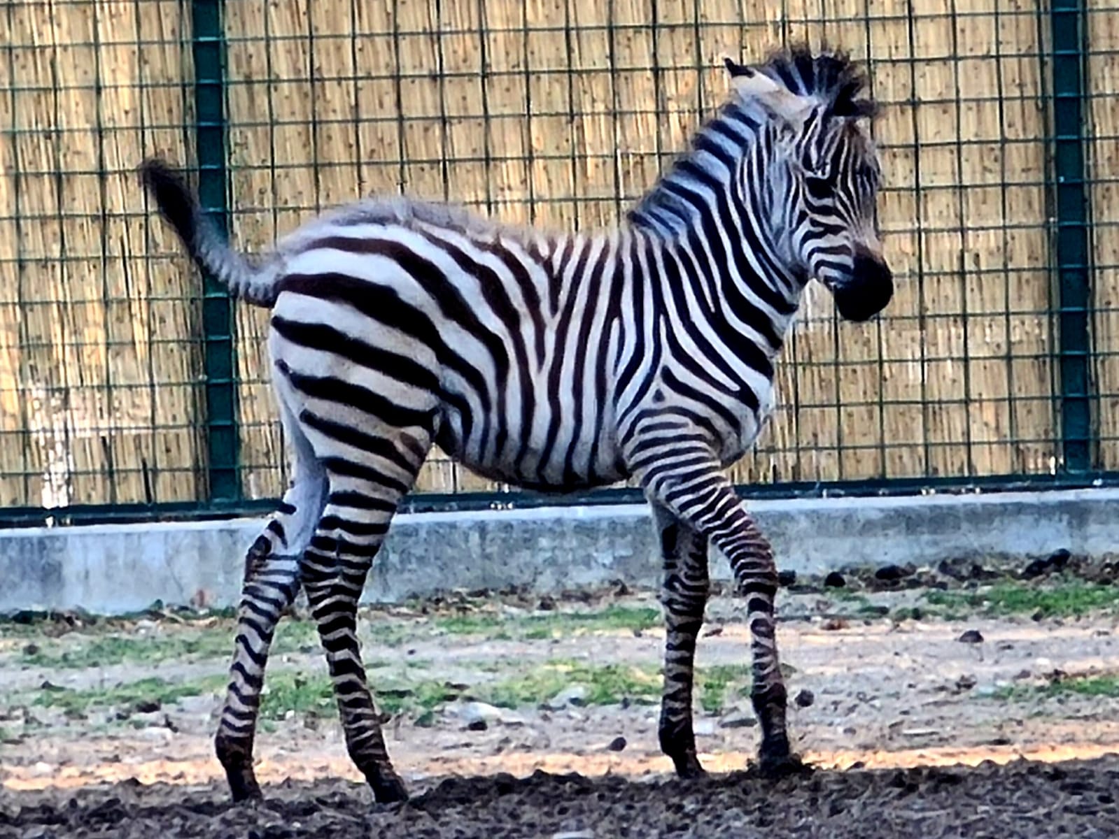 Objava imena malene zebre