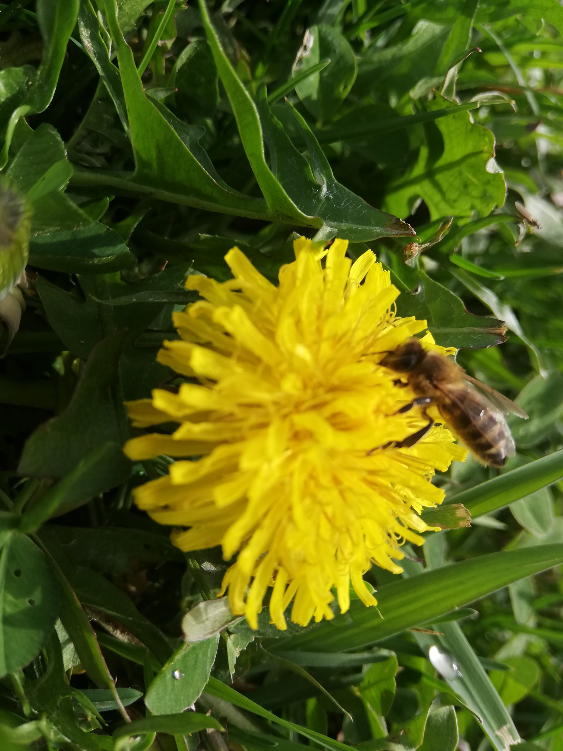 Zadružni život pčela medarica