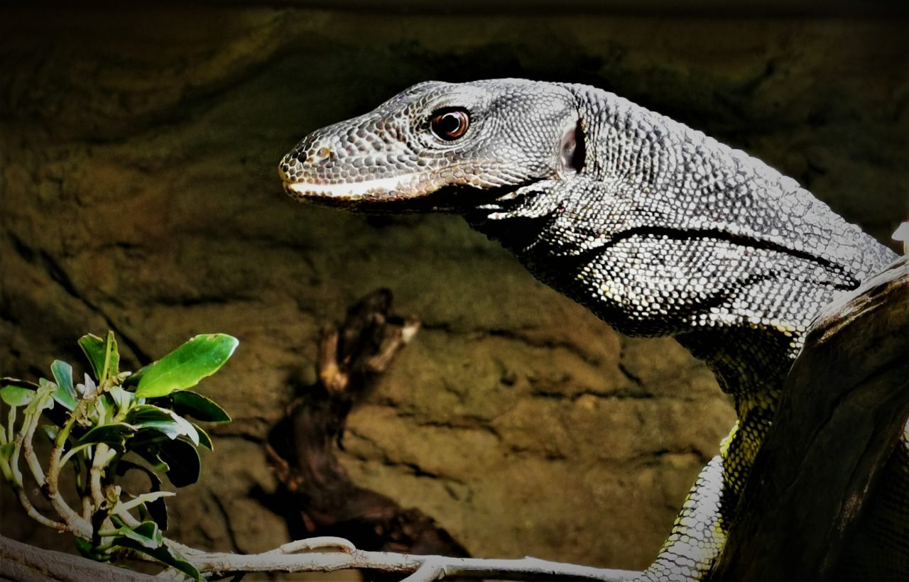 Gmazovi | Zoo Zagreb