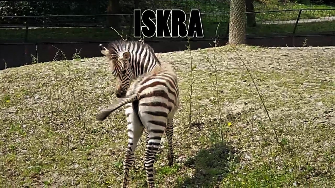 Nek se zove iskra!