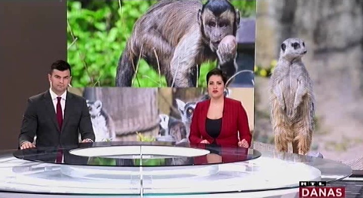 RTL Vijesti o darivanju pisanica životinjama