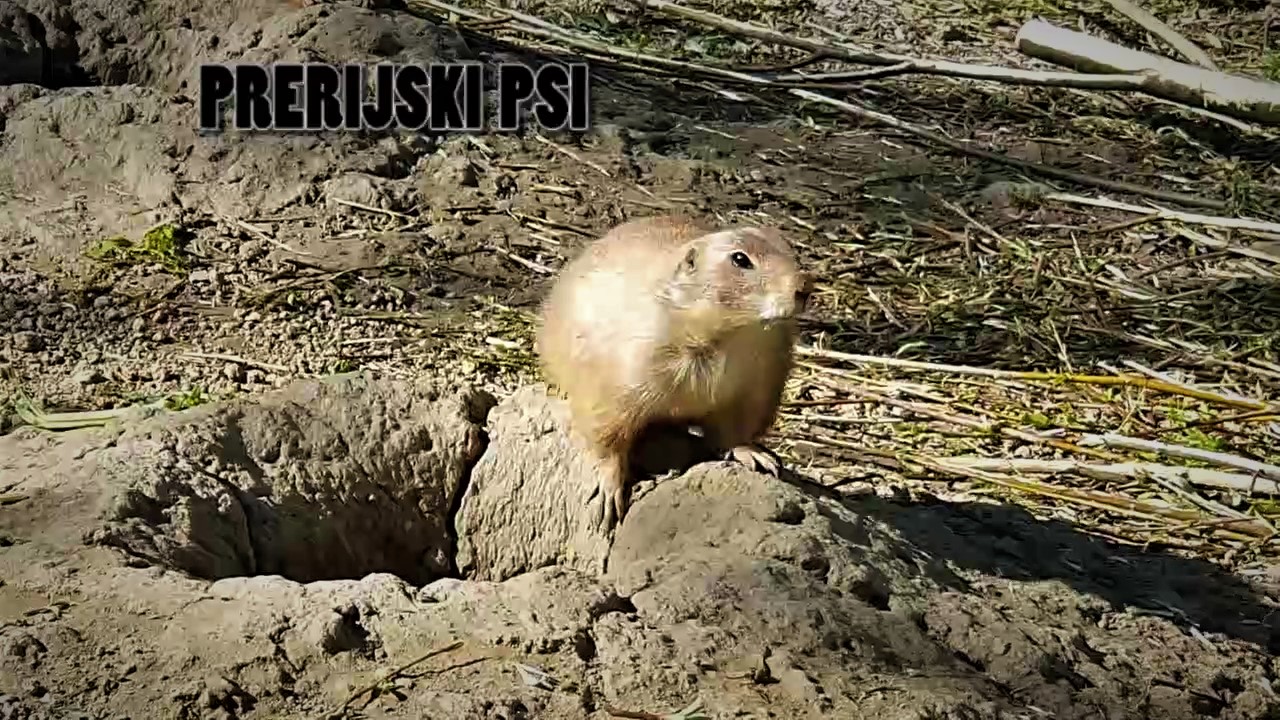 Edukativna priča: Prerijski psi