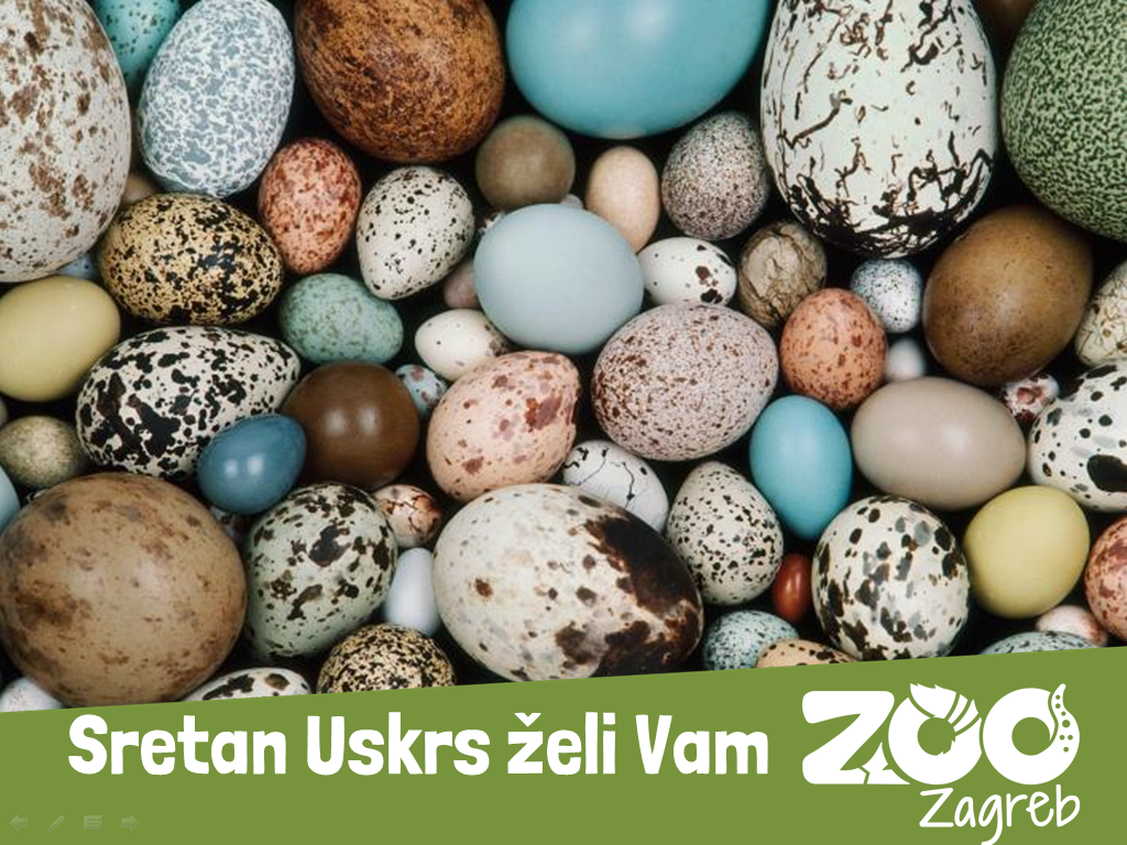 Sretan vam Uskrs!