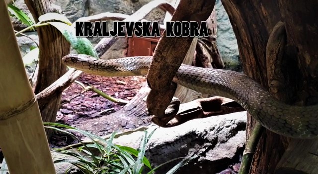 Edukativna priča: Kraljevska kobra