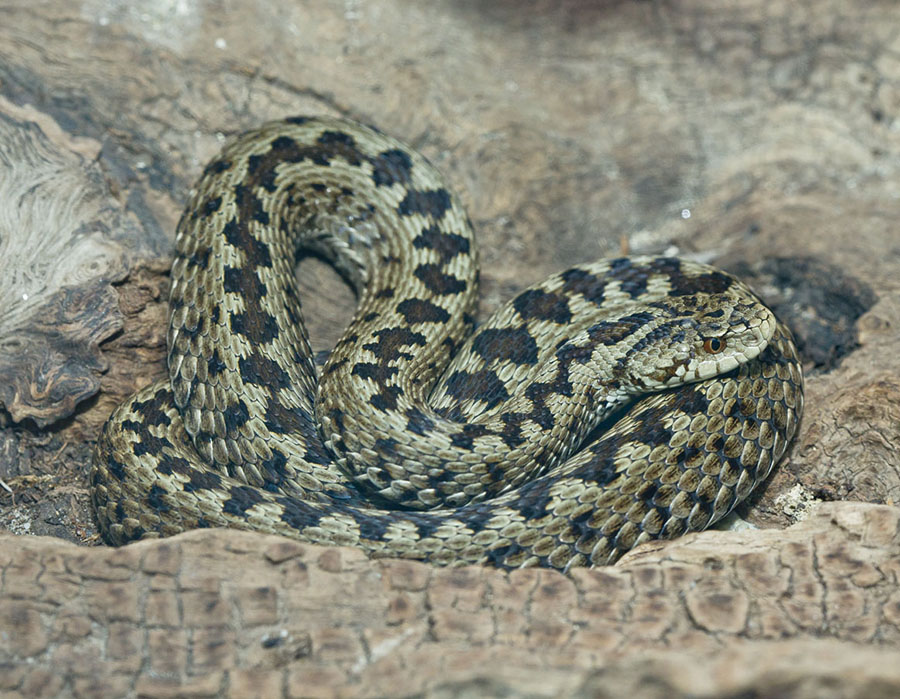 Subota Sa Zmijama Zoo Zagreb