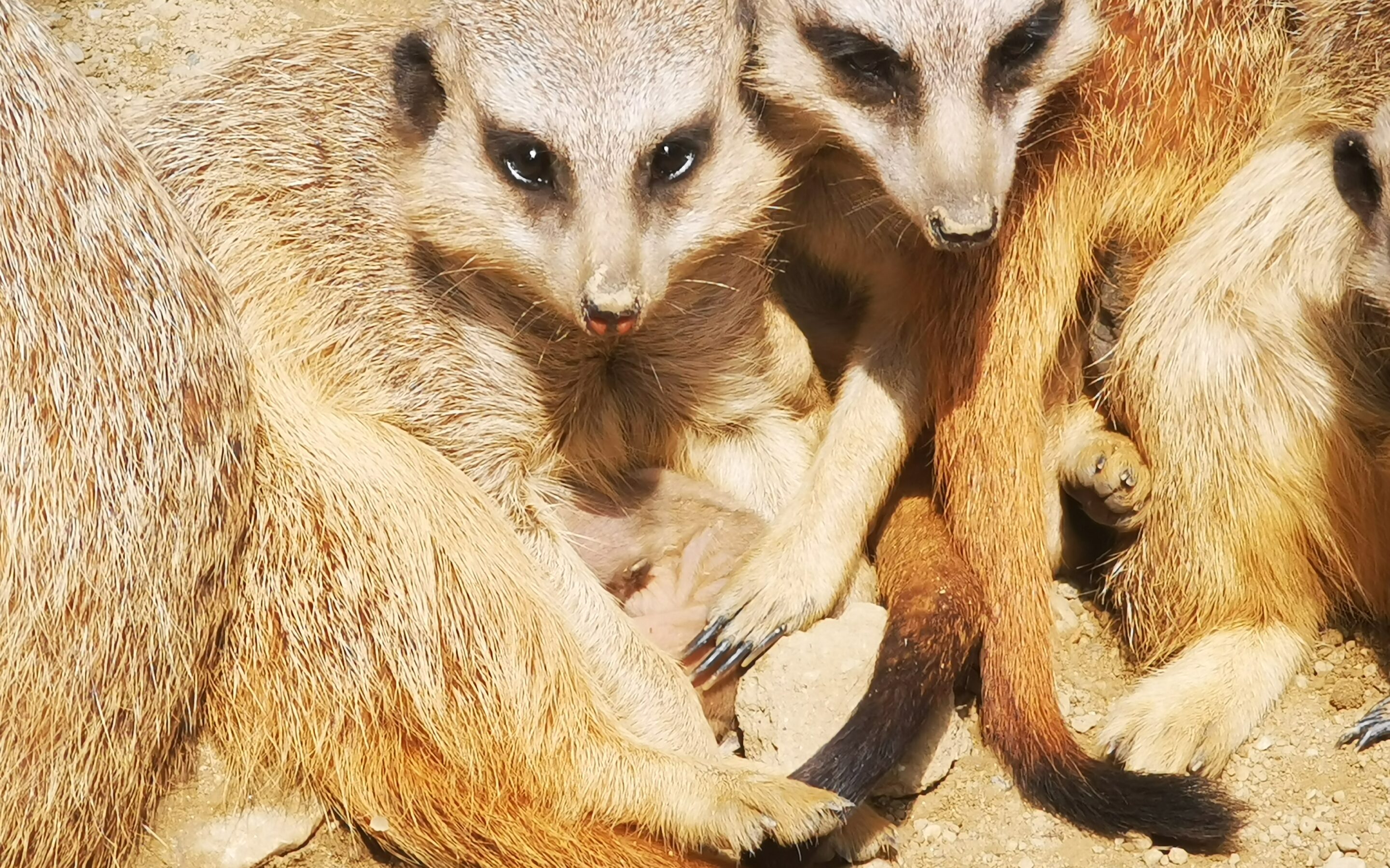 Merkat beba