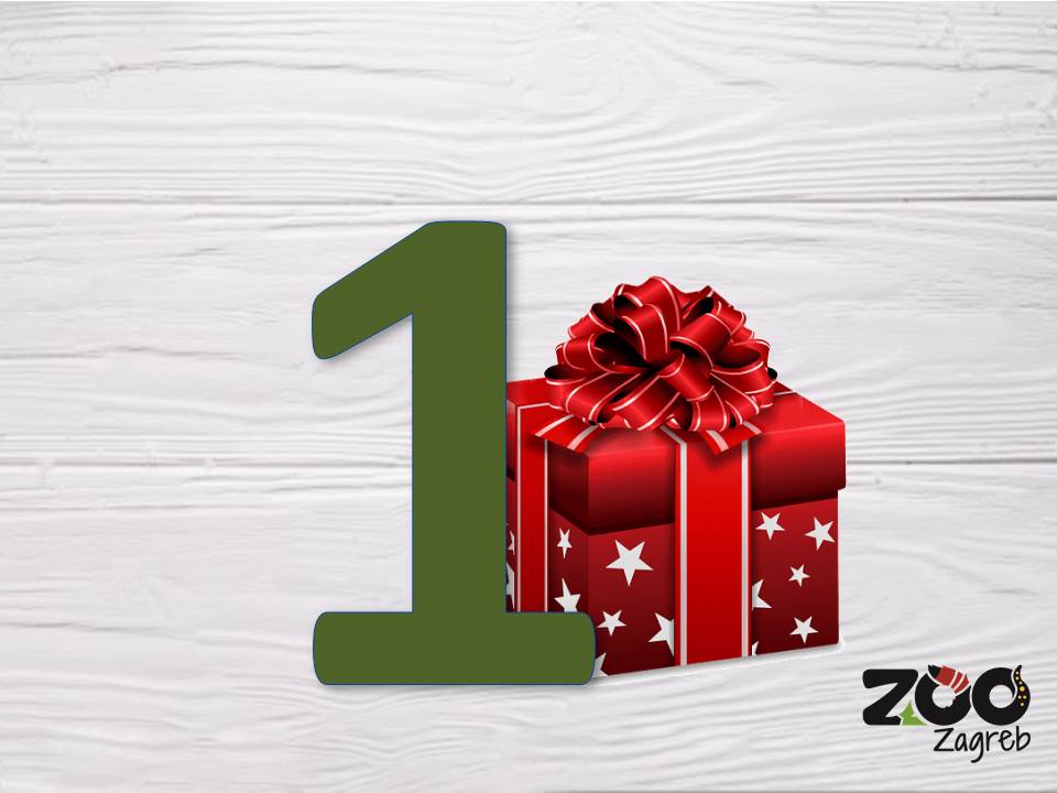 Zoo adventski kalendar: Vidre u igri s lopticama