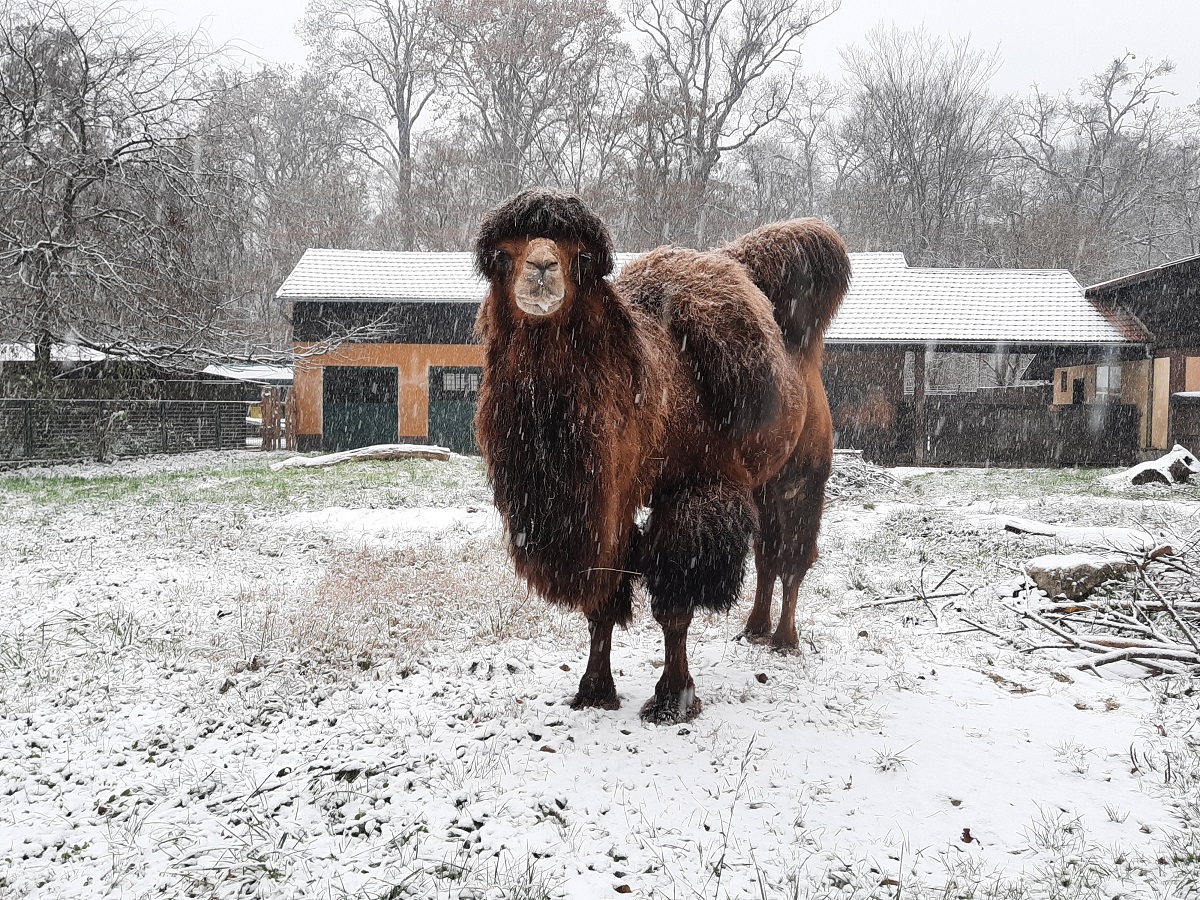 Snijeg u Divljem srcu grada ❄