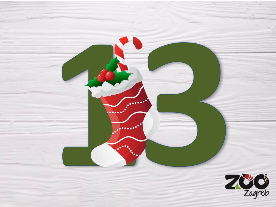 Zoo adventski kalendar: Crveni panda na vagi