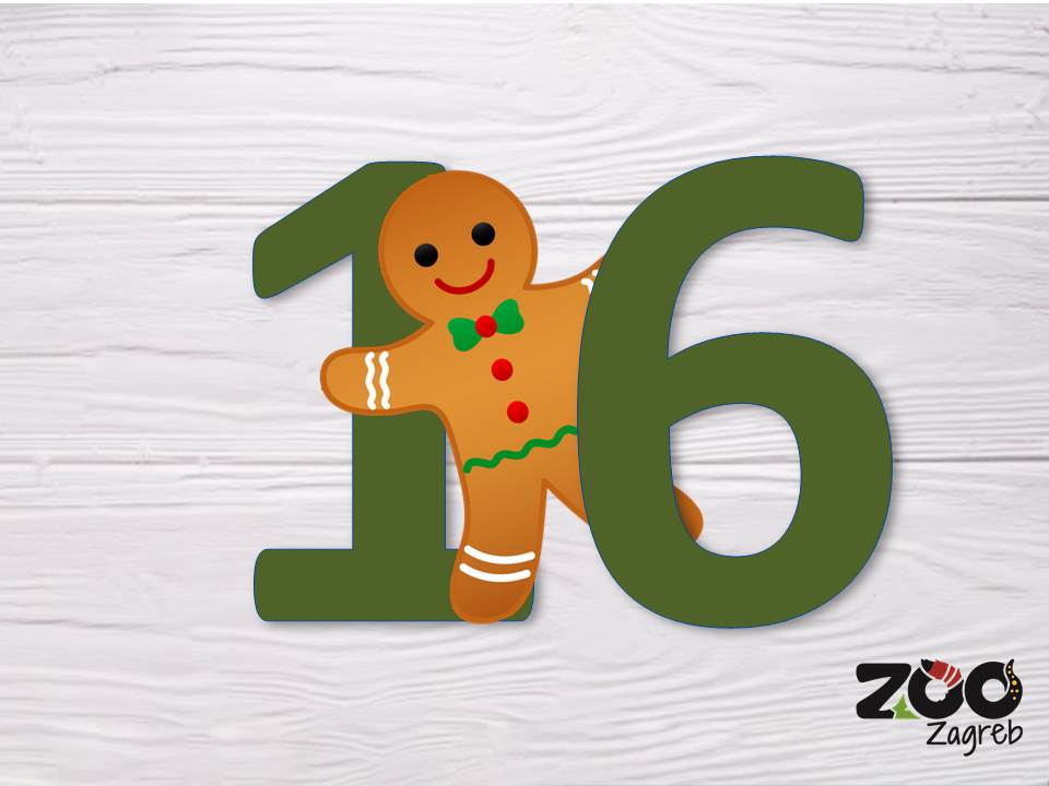 Zoo adventski kalendar: Zmija na penjalici