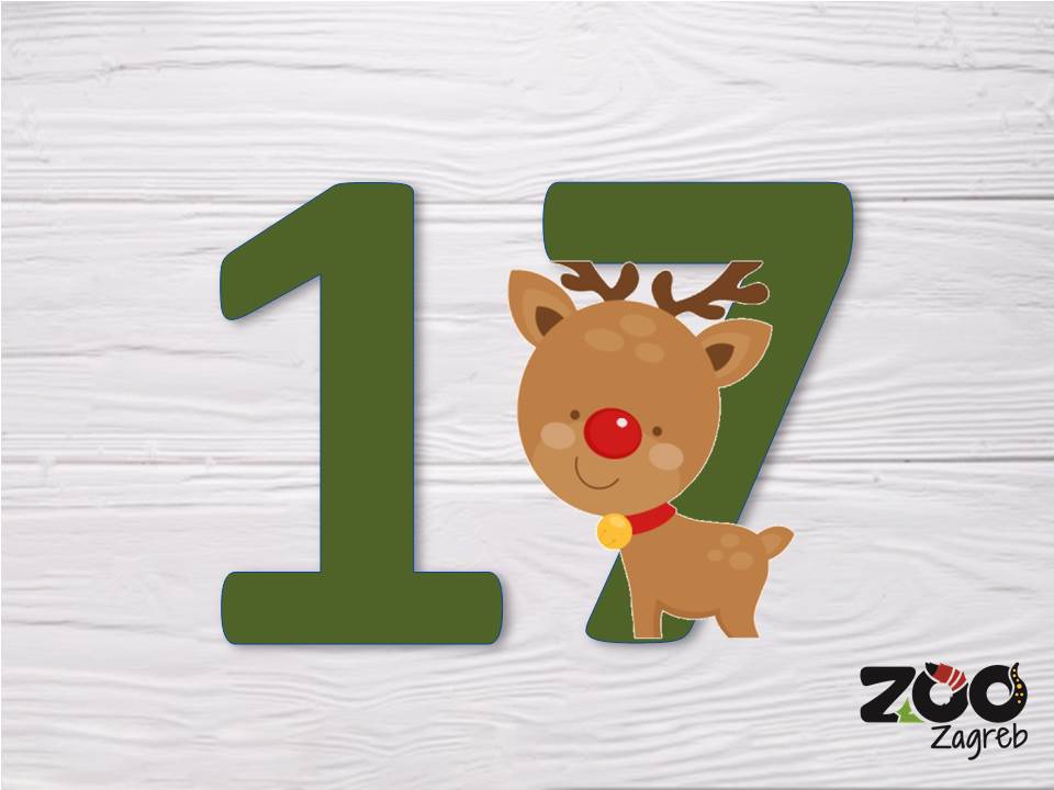 Zoo adventski kalendar: Degu istražuje kutiju papira