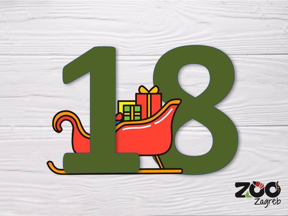 Zoo adventski kalendar: Merkati u igri s loptom