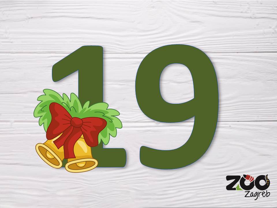 Zoo adventski kalendar: Serval istražuje nove mirise