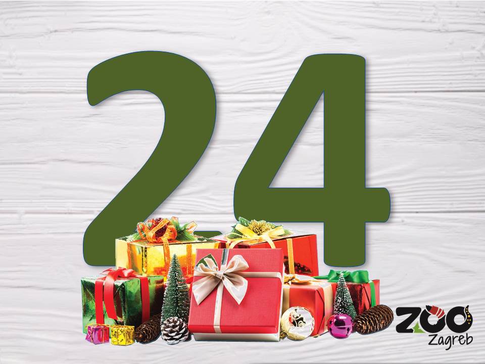 Zoo adventski kalendar: Prstenastorepi lemuri istražuju čizmice