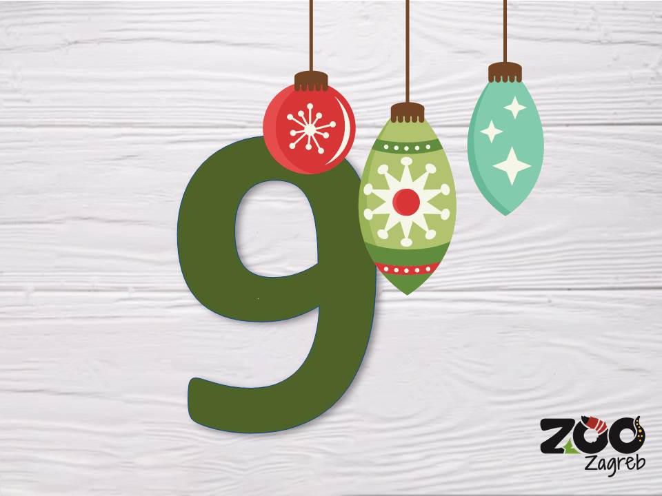 Zoo adventski kalendar: Kljunorožac s kartonskom kutijom