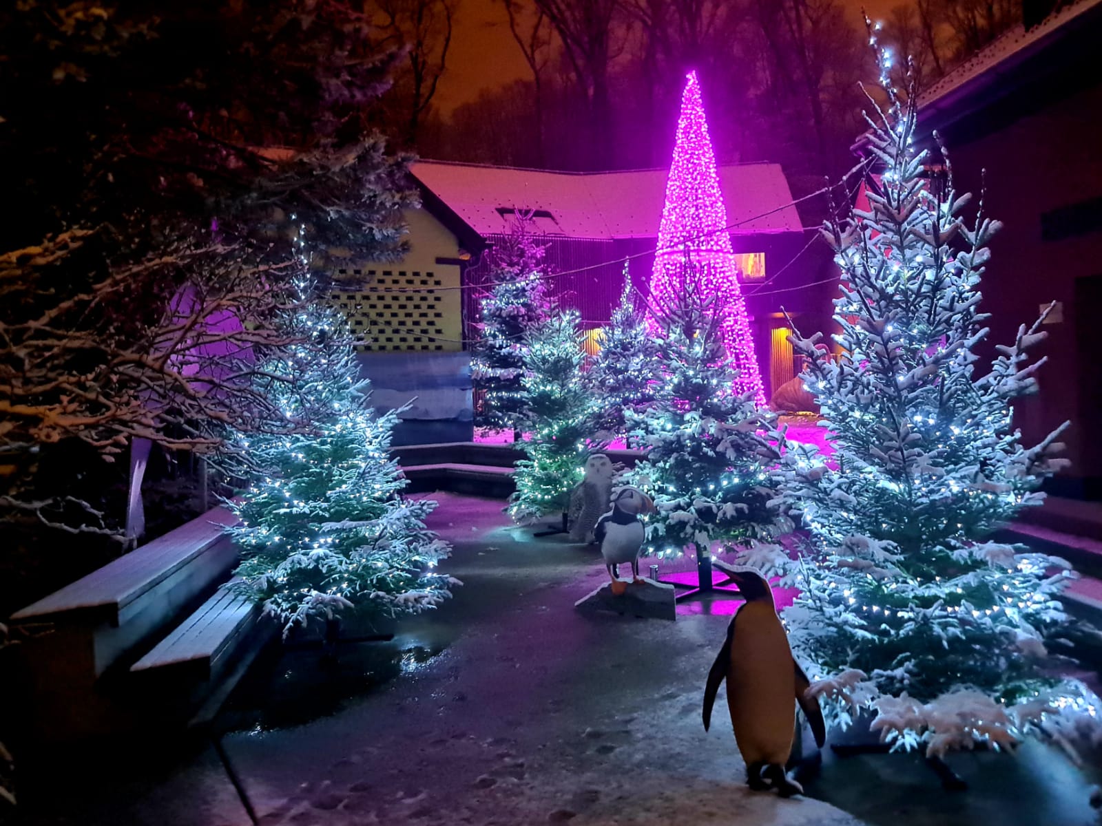 POLARNI ADVENT U DIVLJEM SRCU GRADA