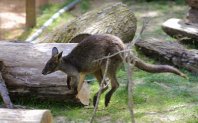 Australija u Zoološkom vrtu Grada Zagreba: Predstavljanje čudesne faune Australije i života ljudi koji je štite