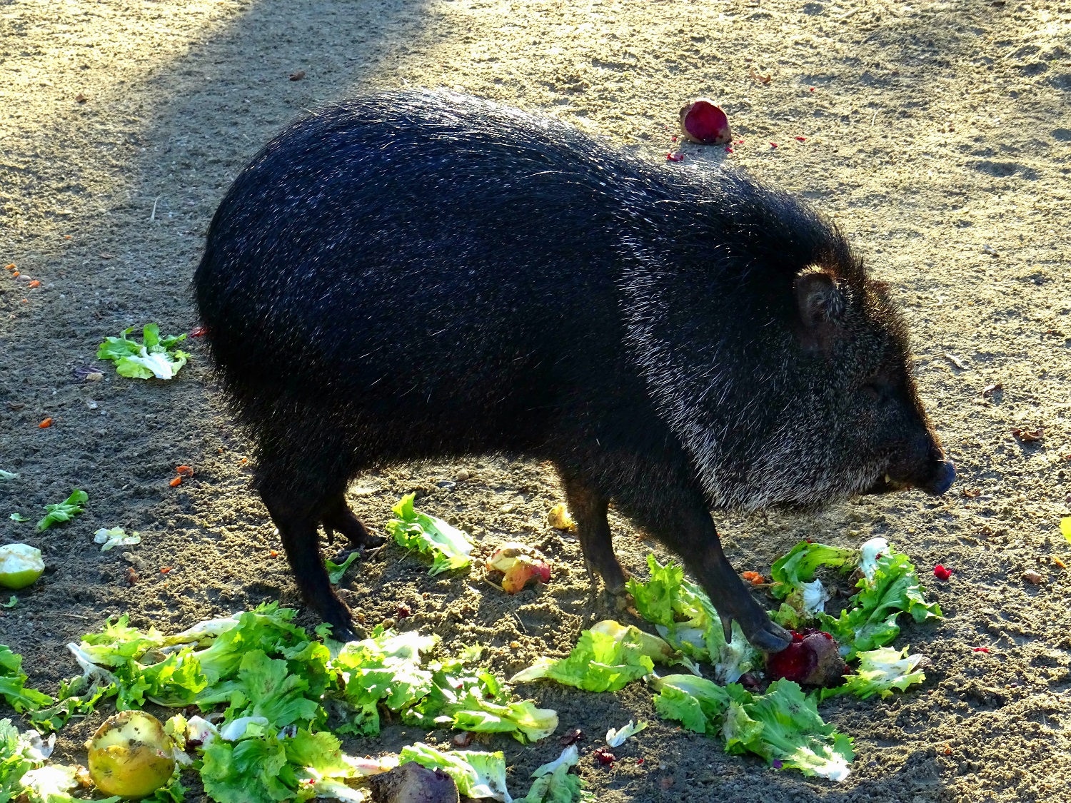 Ponedjeljkom zdravo!
