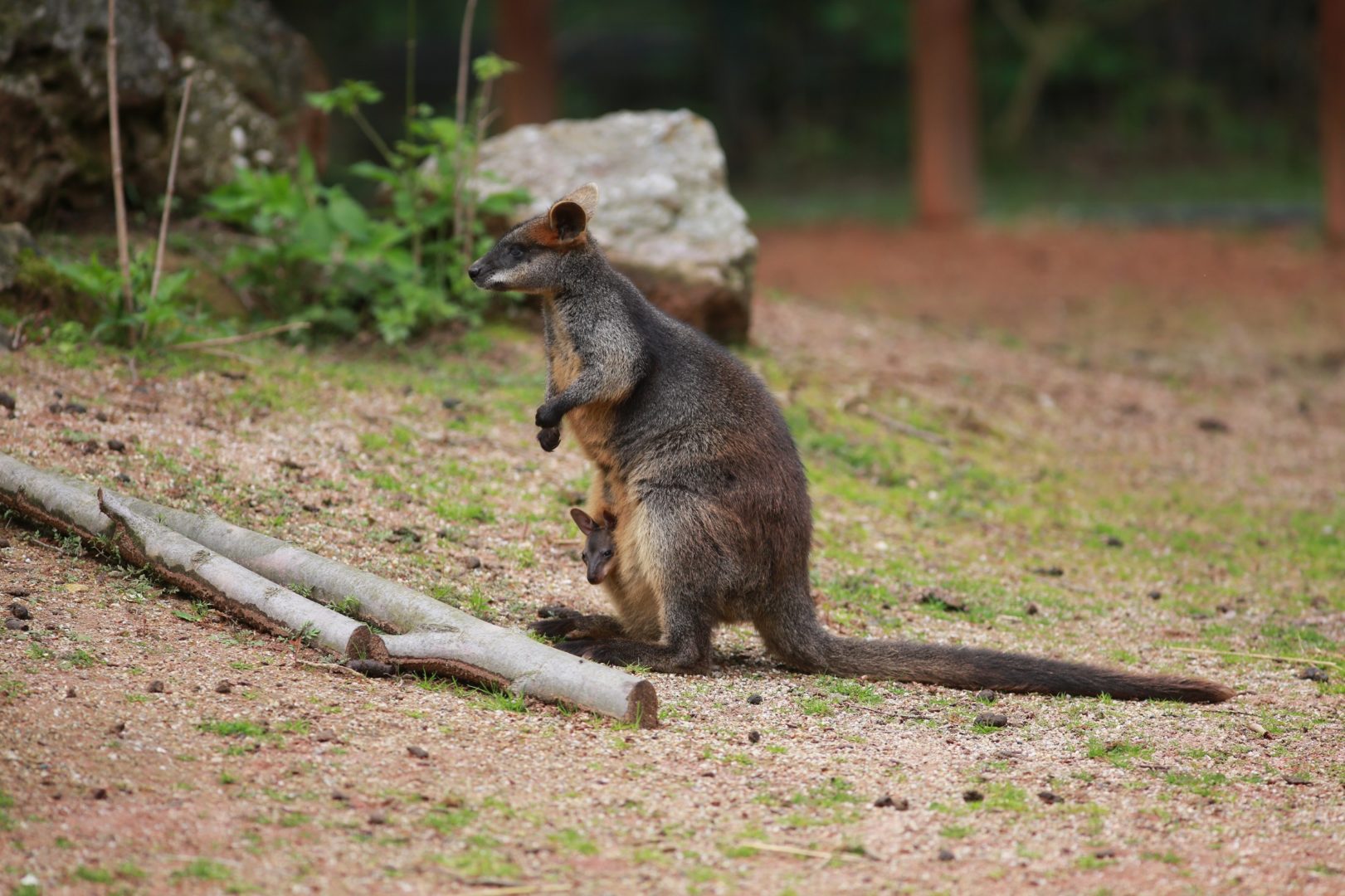 10. Australija u Zoološkom vrtu grada Zagreba