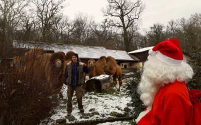Pomoćnici Djeda Božićnjaka stanovnicima Zoološkog vrta na Štefanje donose darove