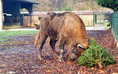 Raskićena božićna drvca životinjama poslužila za igru i uživanje u mirisu crnogorice