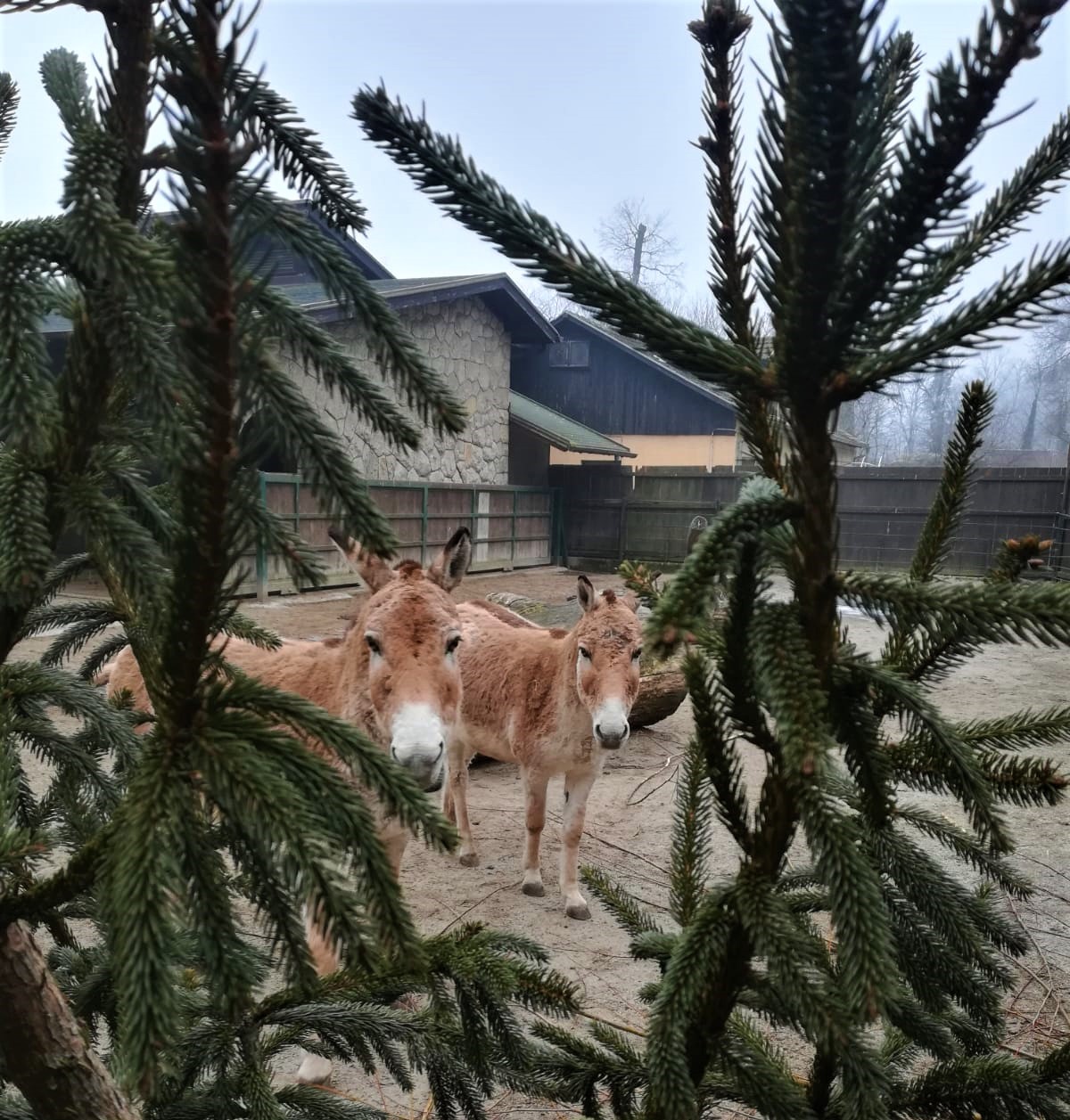 Podjela raskićenih božićnih drvaca životinjama