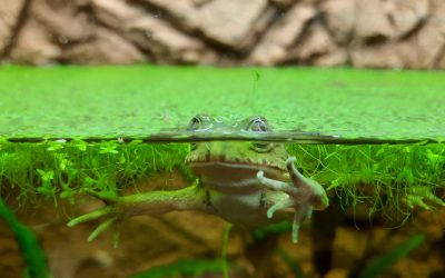 Žablji dan predstavlja egzotične vodozemce