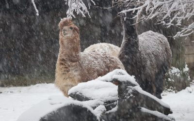 Snijeg u Zoološki vrt donio Egzotične subote