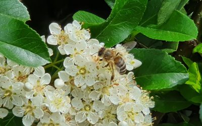 Dan pčela u Zoološkom vrtu Grada Zagreba