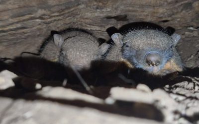 U Zoološkom vrtu Grada Zagreba prvi put na svijet došli veliki dlakavi pasanci