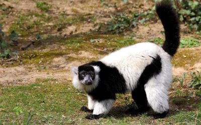 Svjetski dan lemura