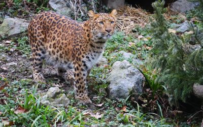 Podjela raskićenih božićnih drvaca životinjama