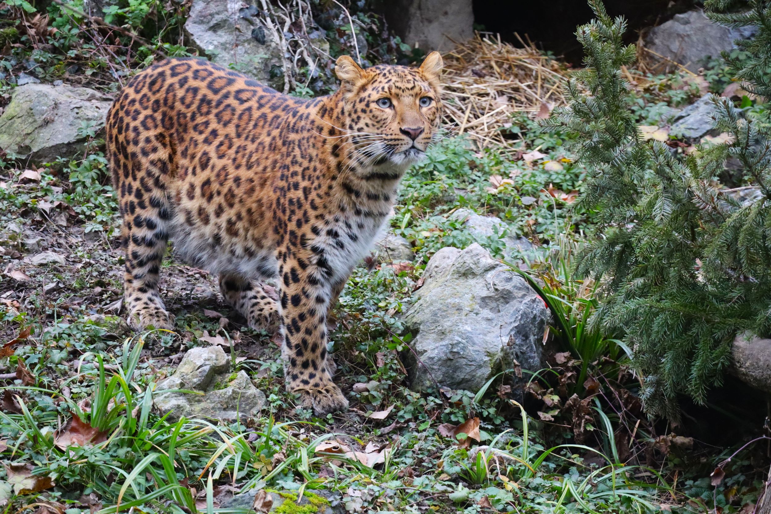Podjela raskićenih božićnih drvaca životinjama