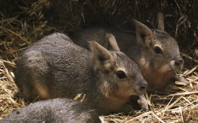 Dvije slatke male mare – plod ljubavi u bolnici za životinje