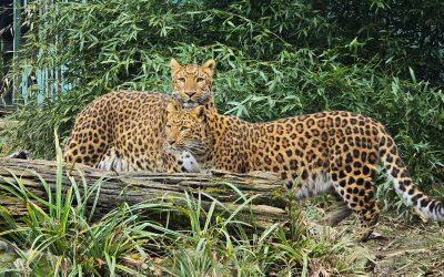 Ljubavi u Zoološkom vrtu Grada Zagreba: Kineski leopardi pravi su carski par, a kudravi golubovi vole svoje neuredno ljubavno gnijezdo