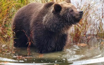 Program u Zoološkom vrtu posvećen životinjskom svijetu šuma i voda