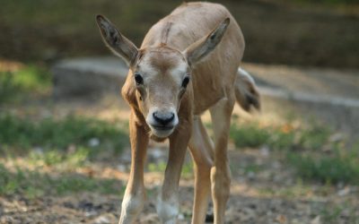 Šarmantnija od jednoroga: Mala oriksica – nova miljenica djelatnika i posjetitelja Zoološkog vrta Grada Zagreba