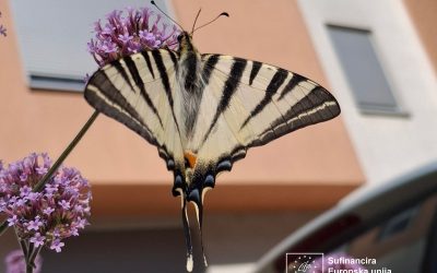 Počeo projekt Zoo LIFE Pollinators: Europa udružena u spašavanju divljih oprašivača