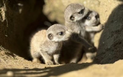 Najslađe trojke u Zoološkom vrtu: Ljubav novog para merkata brzo urodila plodom