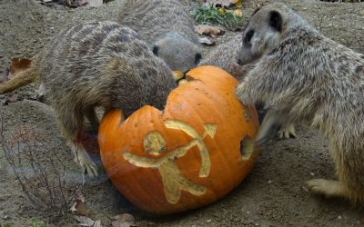Podjela slasnih bundeva životinjama