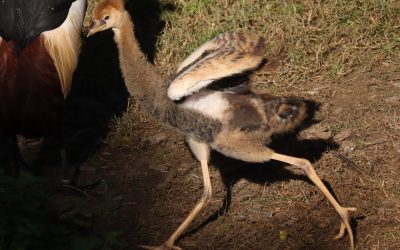 Najslađi ptići u metropoli: Malene okrunjene glave šarmiraju posjetitelje Zoološkog vrta