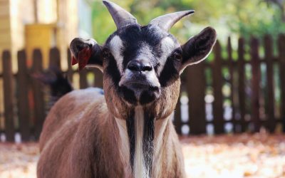 U ČETVRTAK PRILAGODBA RADA NESTANKU STRUJE