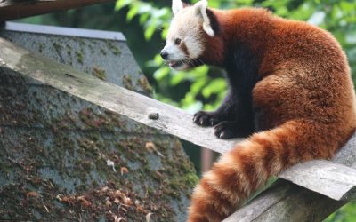 Dan crvenog pande u Zoološkom vrta Grada Zagreba: U subotu važna priča o crvenim pandama i ljudima iz njihove blizine
