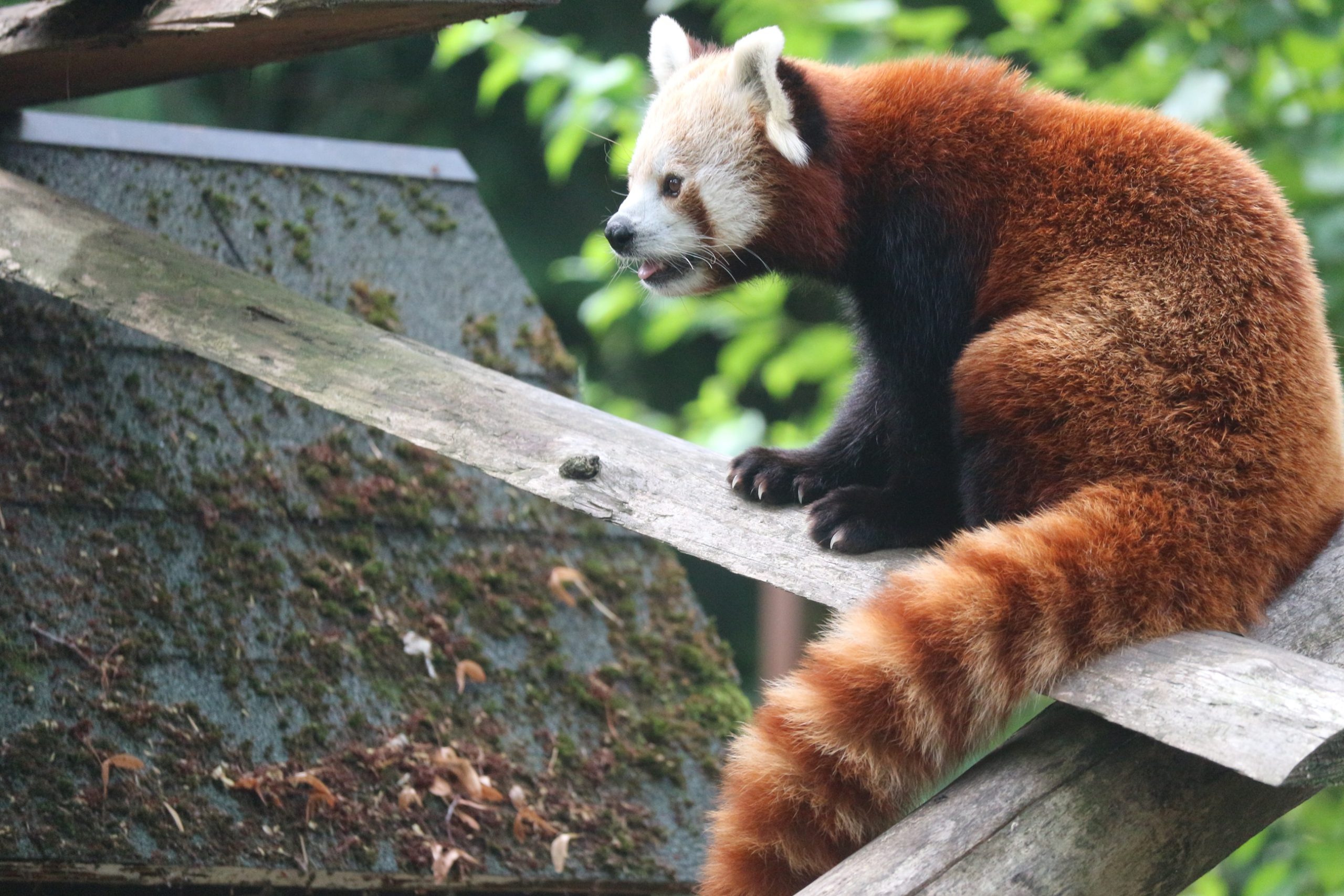 Dan crvenog pande u Zoološkom vrta Grada Zagreba: U subotu važna priča o crvenim pandama i ljudima iz njihove blizine