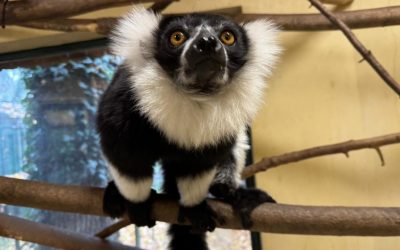 Ženka iz Hrvatske ključna za uzgoj čupavouhih lemura u Latinskoj Americi: Zagrebačka ljepotica stigla na čelo matrijarhata u Brazilu